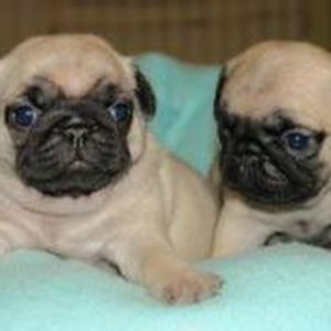 Meet your Posher, Eileen